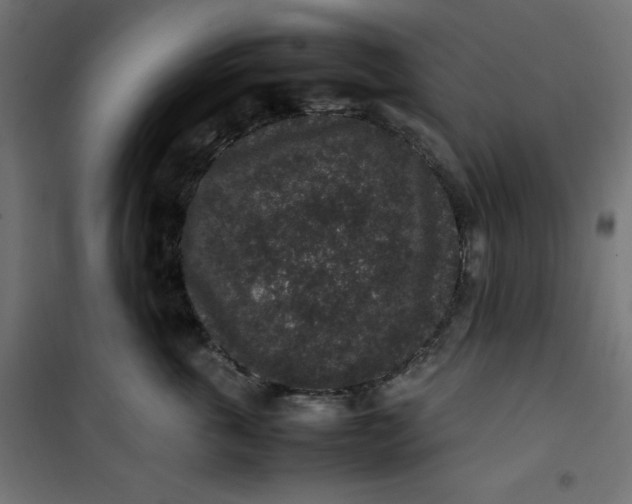 X0000100850763200807070933