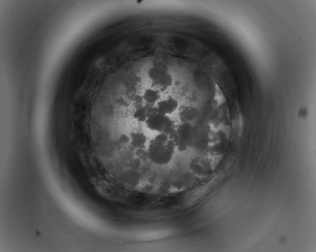 X0000100850765200807070933