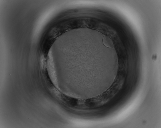 X0000100850766200807070933