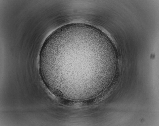 X0000100850791200807070932