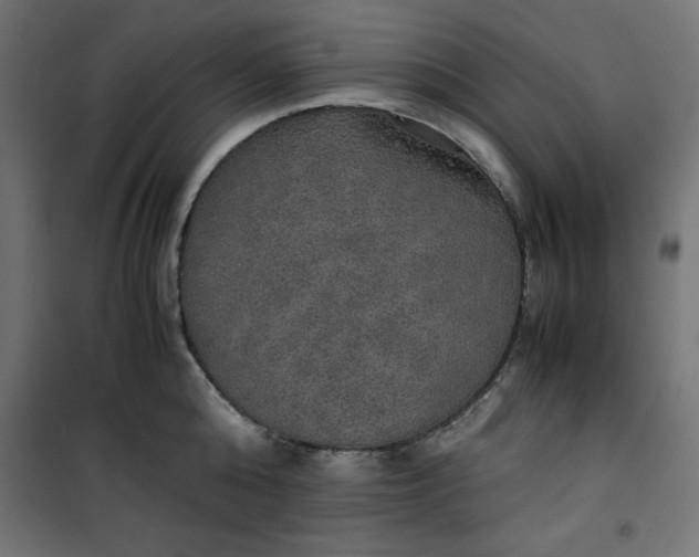 X0000100850808200807070931