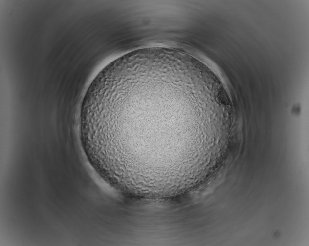 X0000100850811200807070931