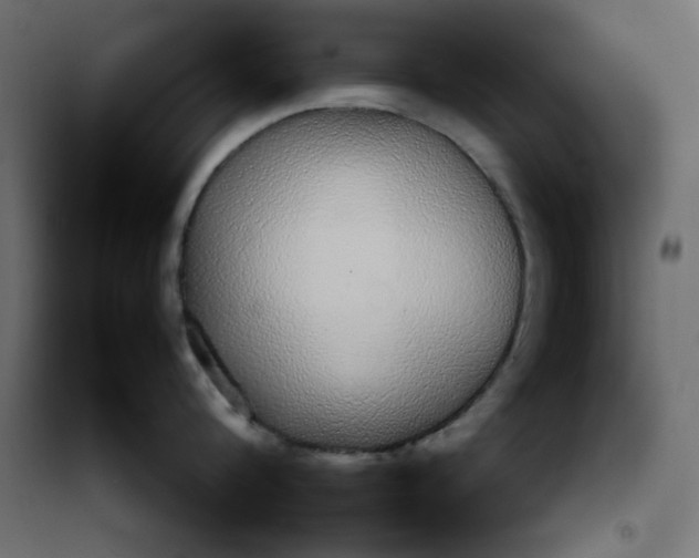 X0000100850816200807070931