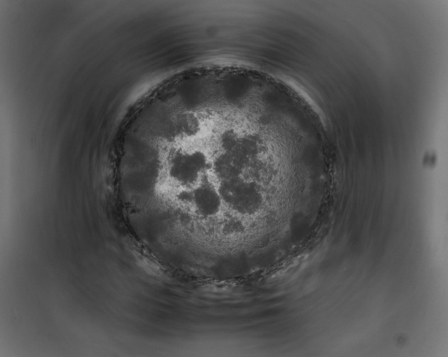 X0000100850823200807070931