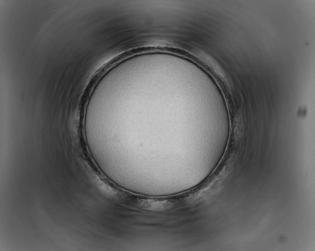 X0000100850831200807070931