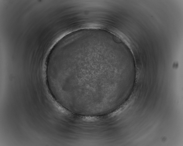 X0000100850835200807070931