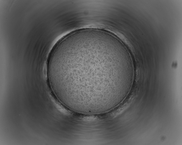 X0000100850838200807070931