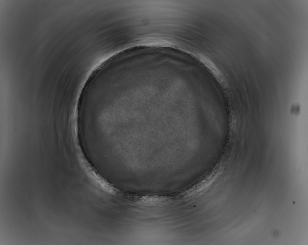 X0000100850840200807070931