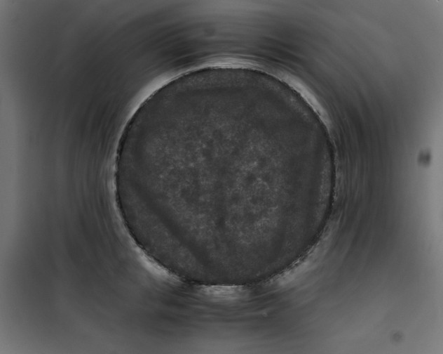 X0000100850853200807070931