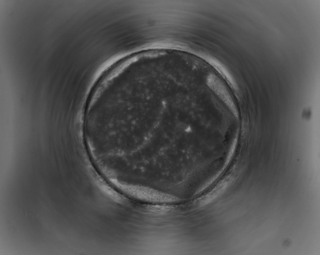 X0000100850854200807070931