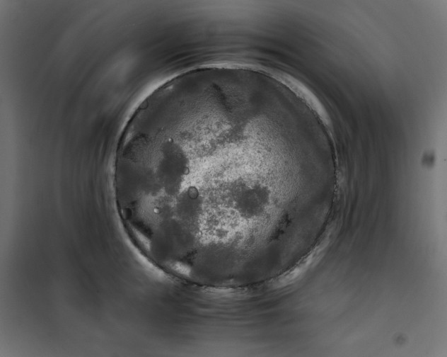 X0000100850855200807070931