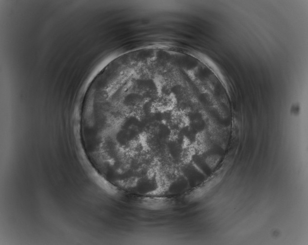 X0000100850859200807070931