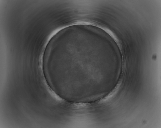 X0000100850862200807070931