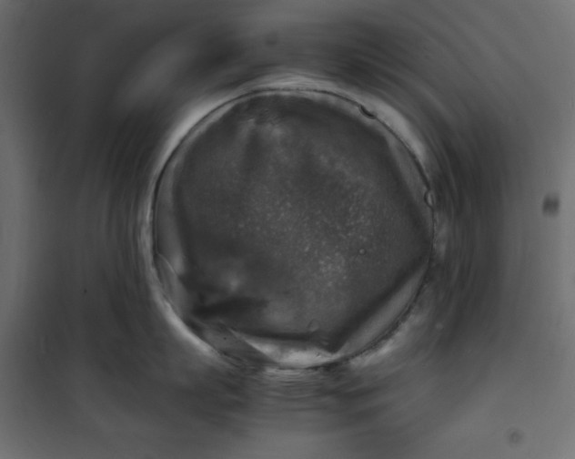 X0000100850863200807070931