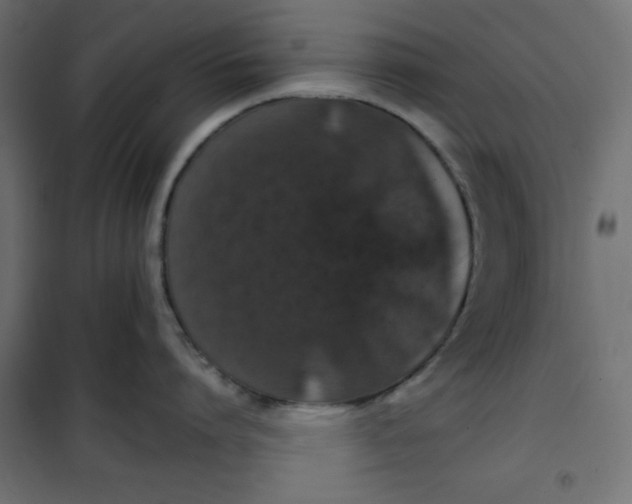 X0000100850864200807070931