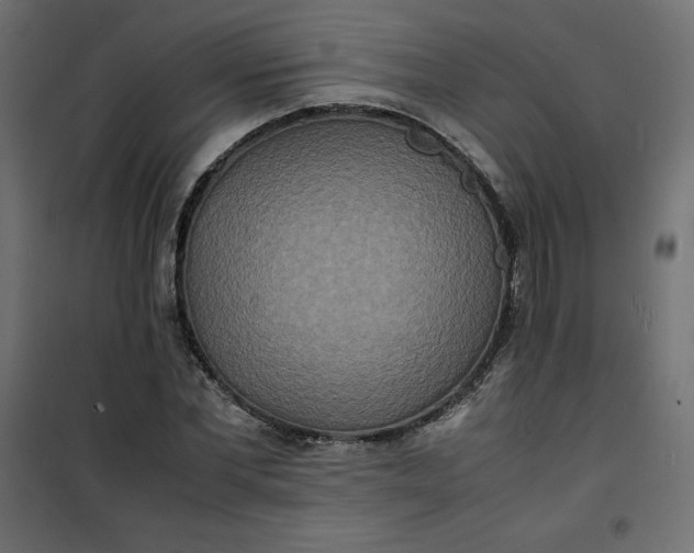 X0000100850877200807070931