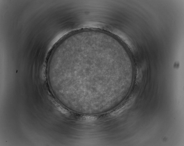 X0000100850878200807070931