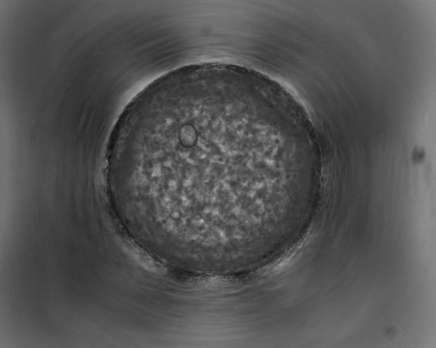 X0000100850879200807070930