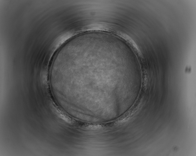 X0000100850882200807070930