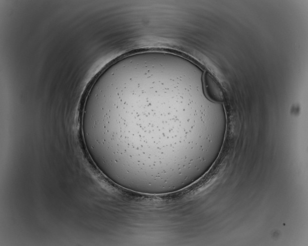 X0000100850885200807070930