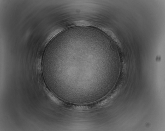 X0000100850889200807070930