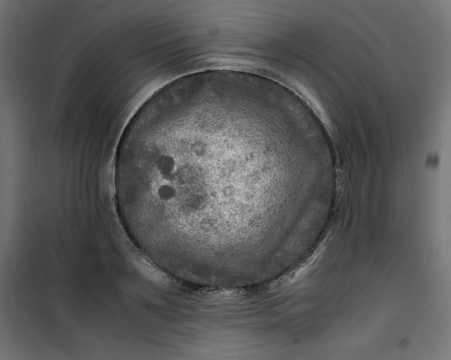 X0000100850891200807070930