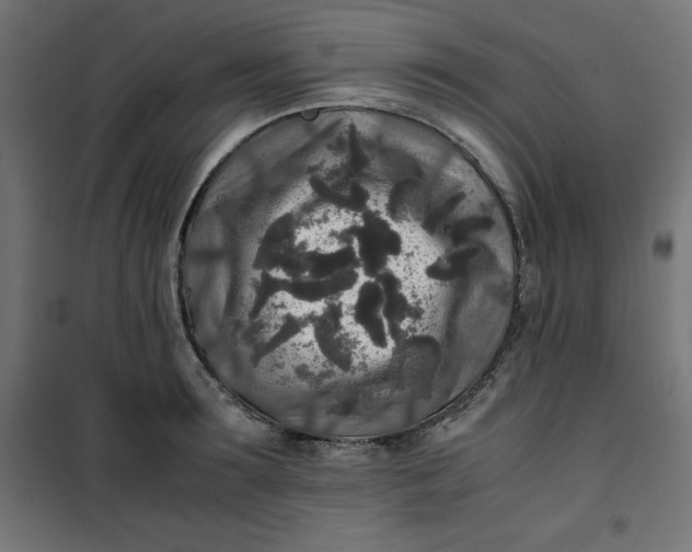 X0000100850899200807070930