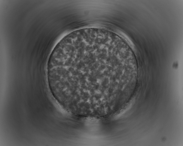 X0000100850907200807070930