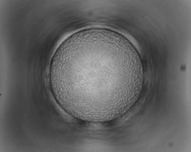 X0000100850911200807070930