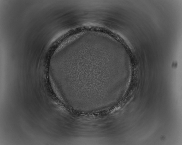 X0000100850919200807070929