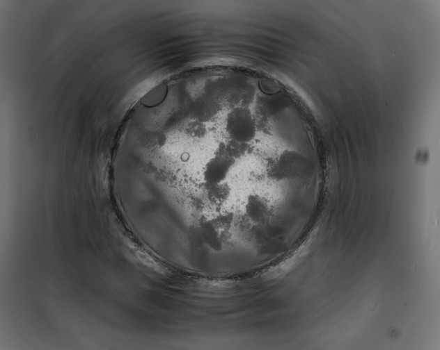 X0000100850921200807070929