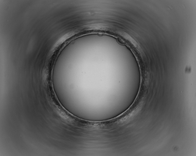 X0000100850922200807070929