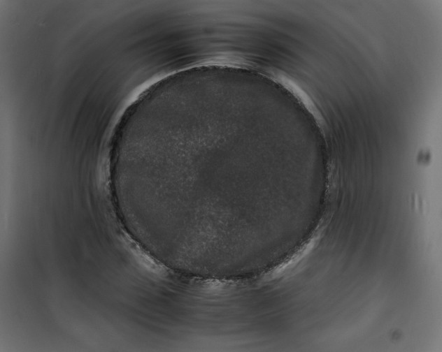 X0000100850923200807070929