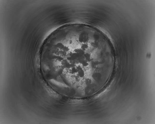 X0000100850925200807070929