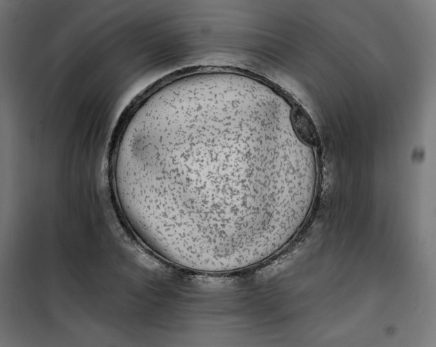 X0000100850928200807070929