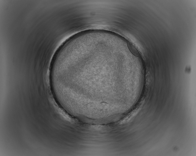 X0000100850932200807070929