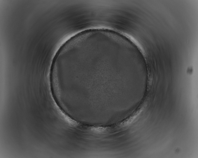 X0000100850943200807070929