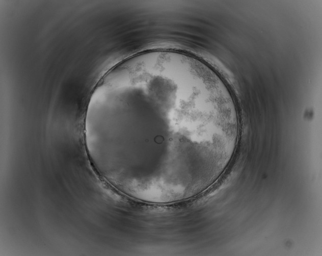 X0000100850945200807070929