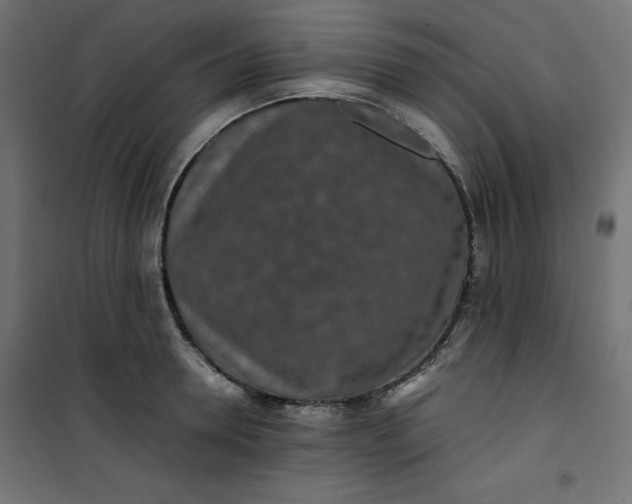 X0000100850946200807070929