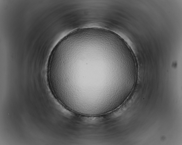 X0000100850949200807070930