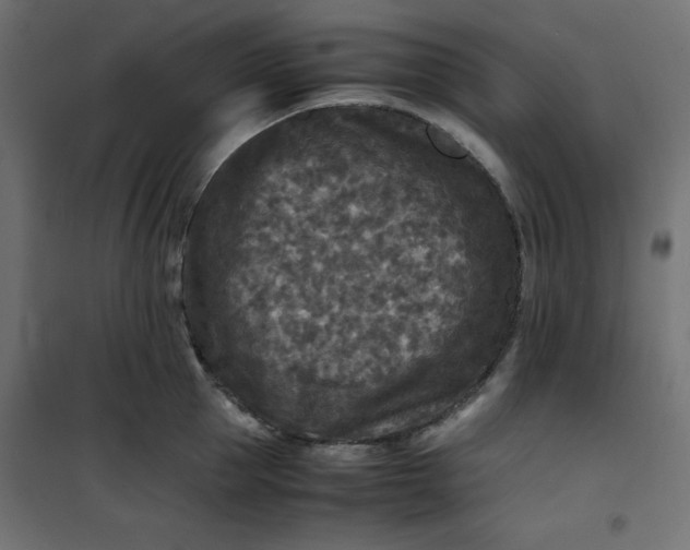 X0000100850953200807070930