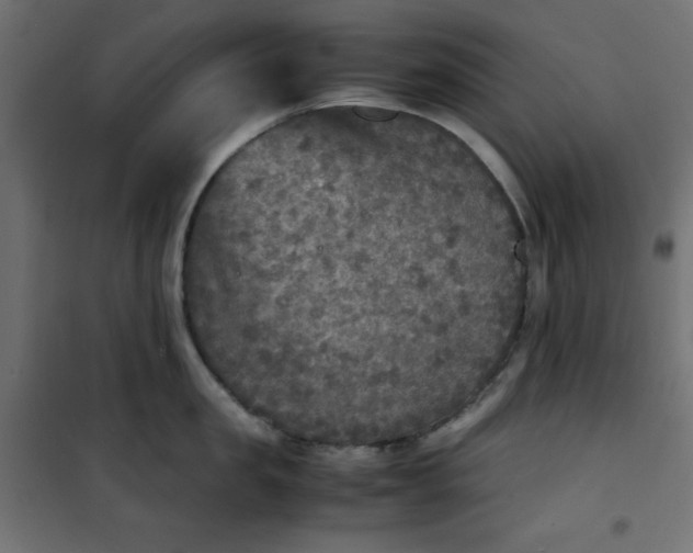 X0000100850957200807070930