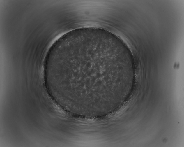 X0000100850975200807070929