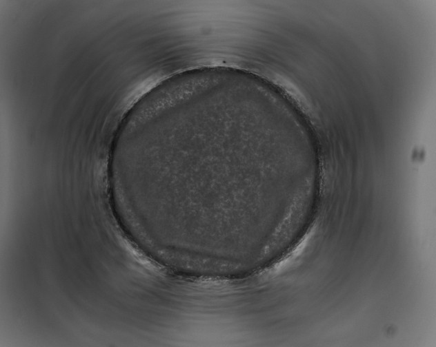 X0000100850977200807070929