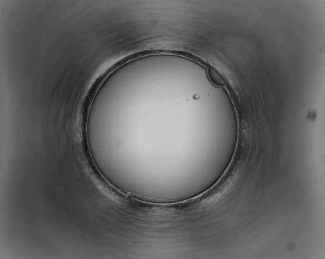 X0000100850981200807070929