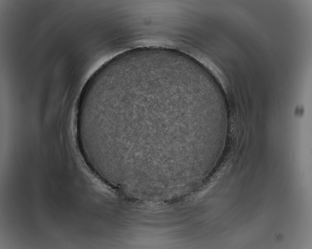 X0000100850983200807070929