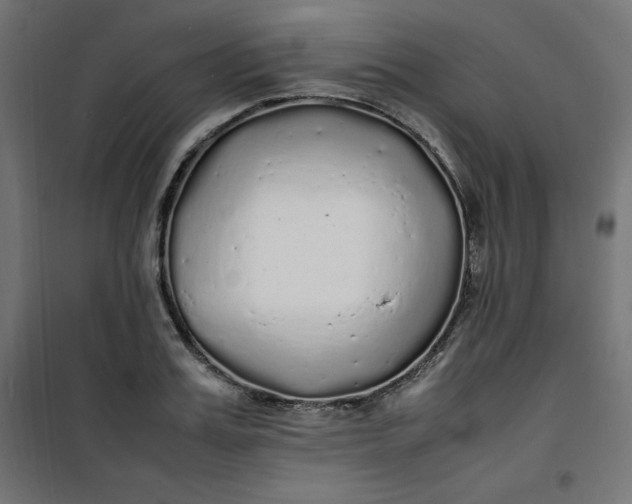 X0000100850987200807070929