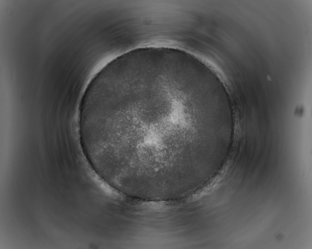 X0000100850990200807070929