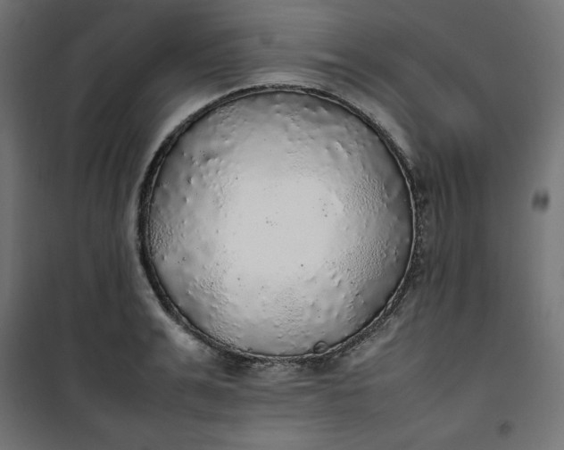 X0000100850991200807070929