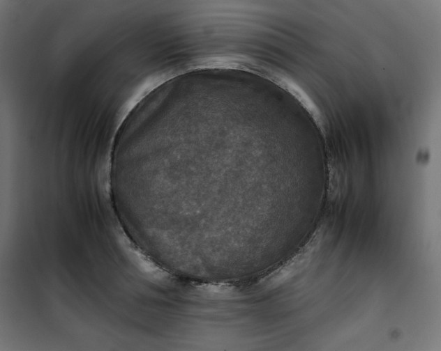 X0000100850994200807070929